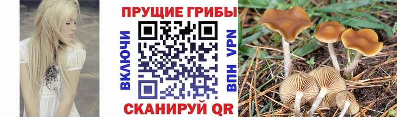 купить наркотики сайты  Кандалакша  Псилоцибиновые грибы Psilocybe 